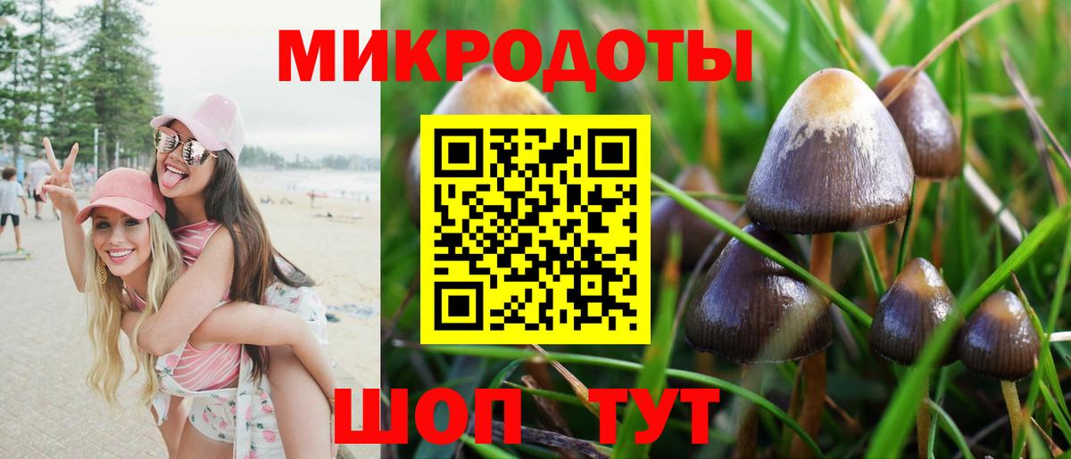 Галлюциногенные грибы Psilocybe Мурманск